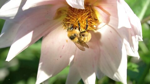 What you need to know before starting beekeeping