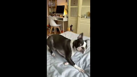 Pets funny video