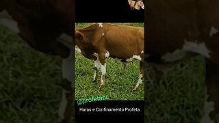 Haras e Confinamento Profeta ( A boiada )