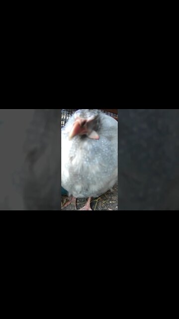 Bird sleeping with one eye open