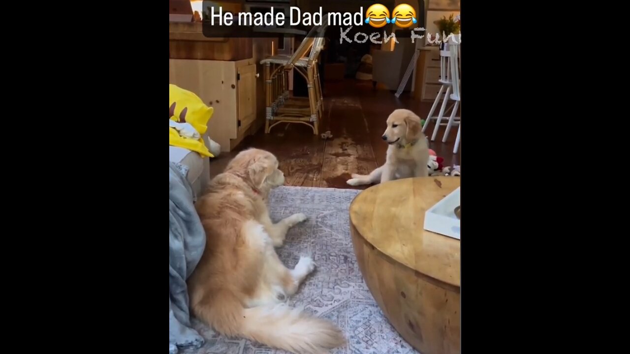 Funny #Dogs And #Cats #Videos 2023 😅 - Best #Funniest #Animal Videos Of The Month #8