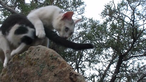 Our Cats #4: Pasha the Cat & Pusspuss the Cat are Rock Climbers!