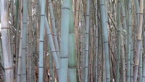 Bamboo (2017)