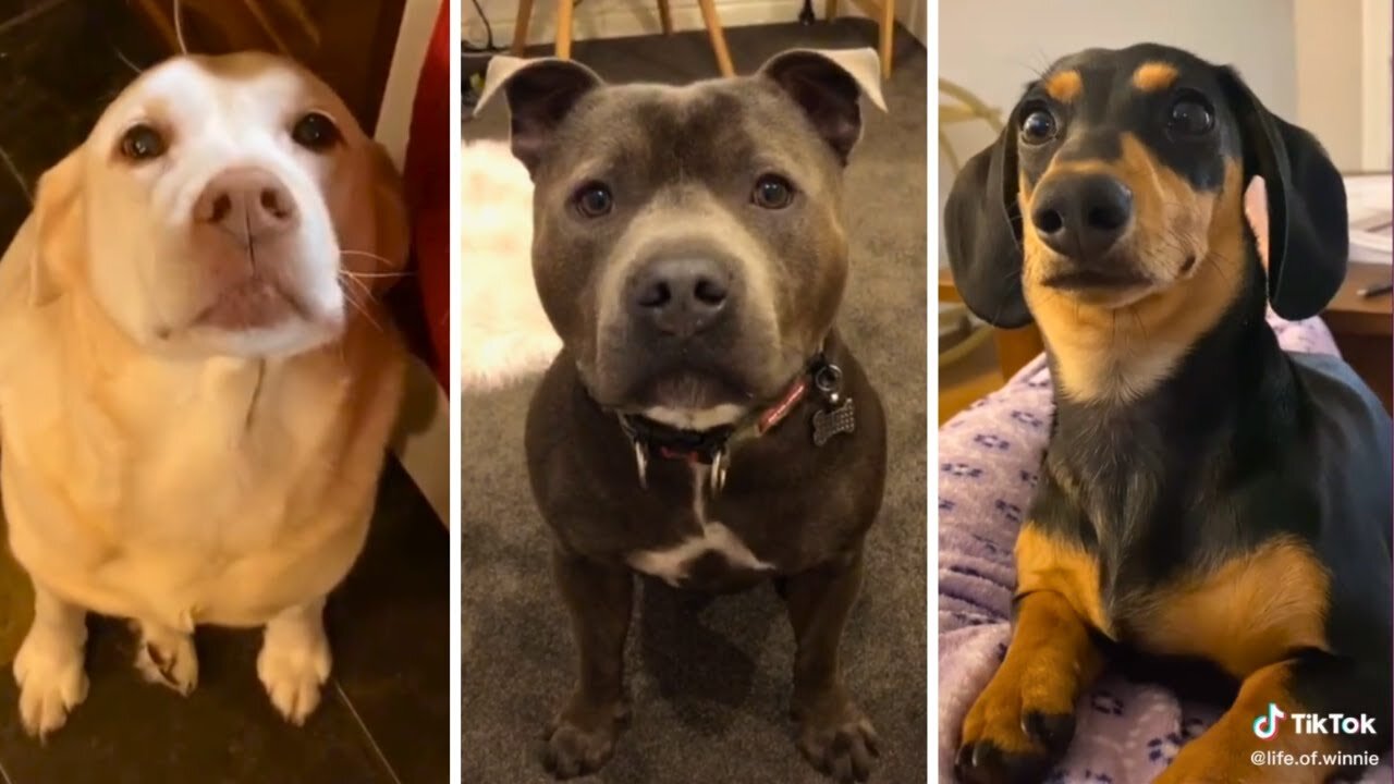 Dog memes & Funny videos