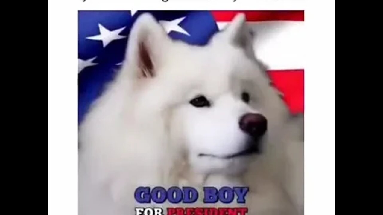 Good Boy for President