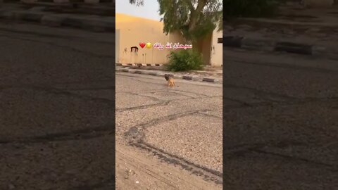 cat hunting abird