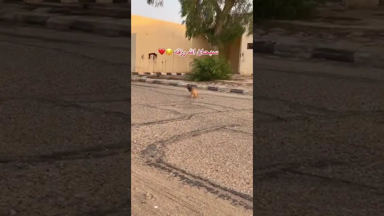 cat hunting abird