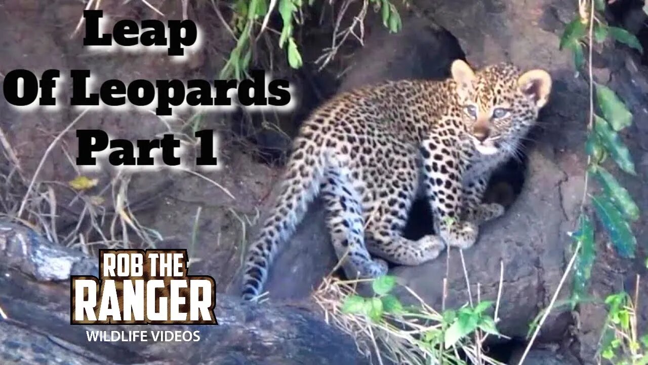 Leap Of Leopards: Mother And Cubs (1): The Den