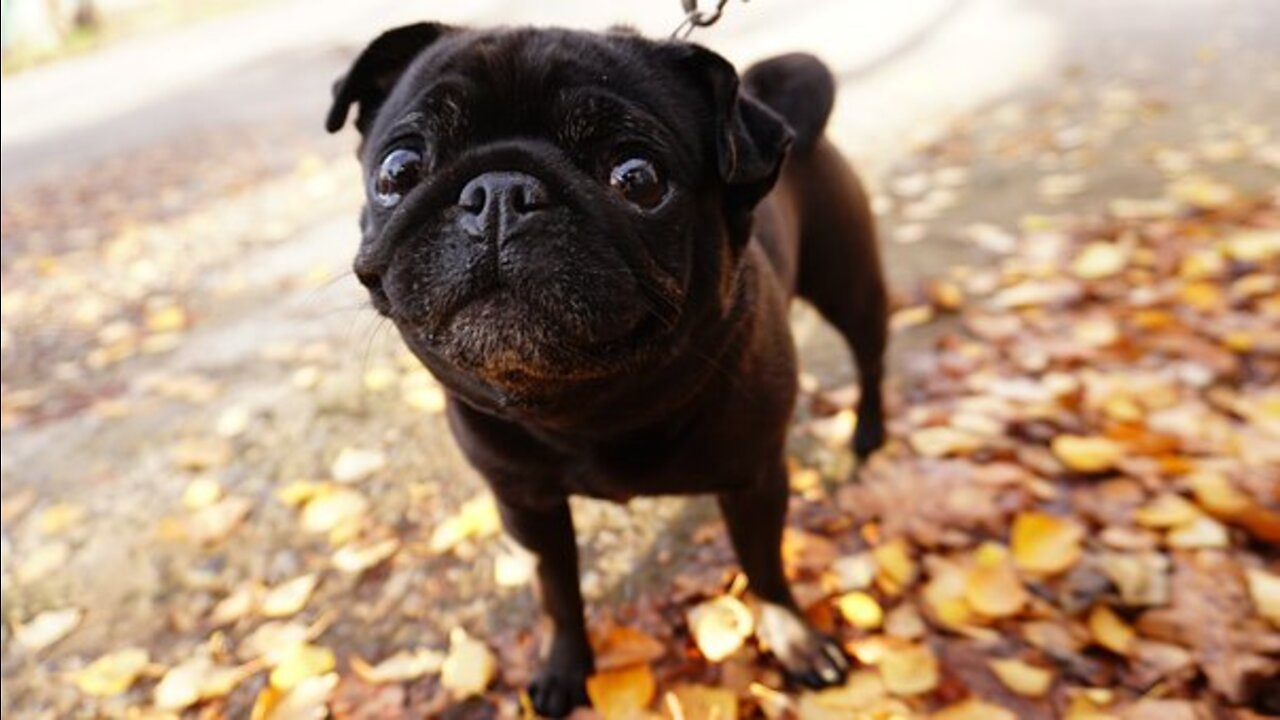 Amazing and funny pets 2022. Unmissable video!