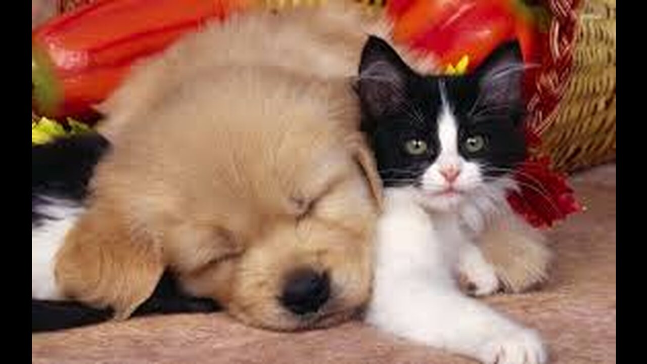 Funniest Animals 2023 π Funniest Cats and Dogs πΊπΆ part 2