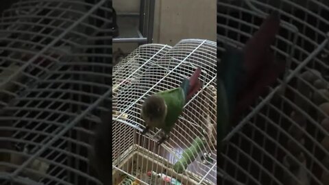 My bird chillin on his cage 🤣