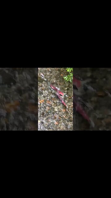 Alaska Salmon Run 2023 #Shorts