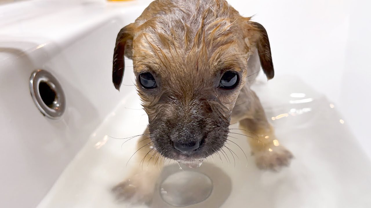 Puppies have their first bath ever!