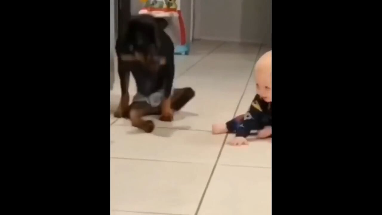 My dog doing funny imitations of my kid