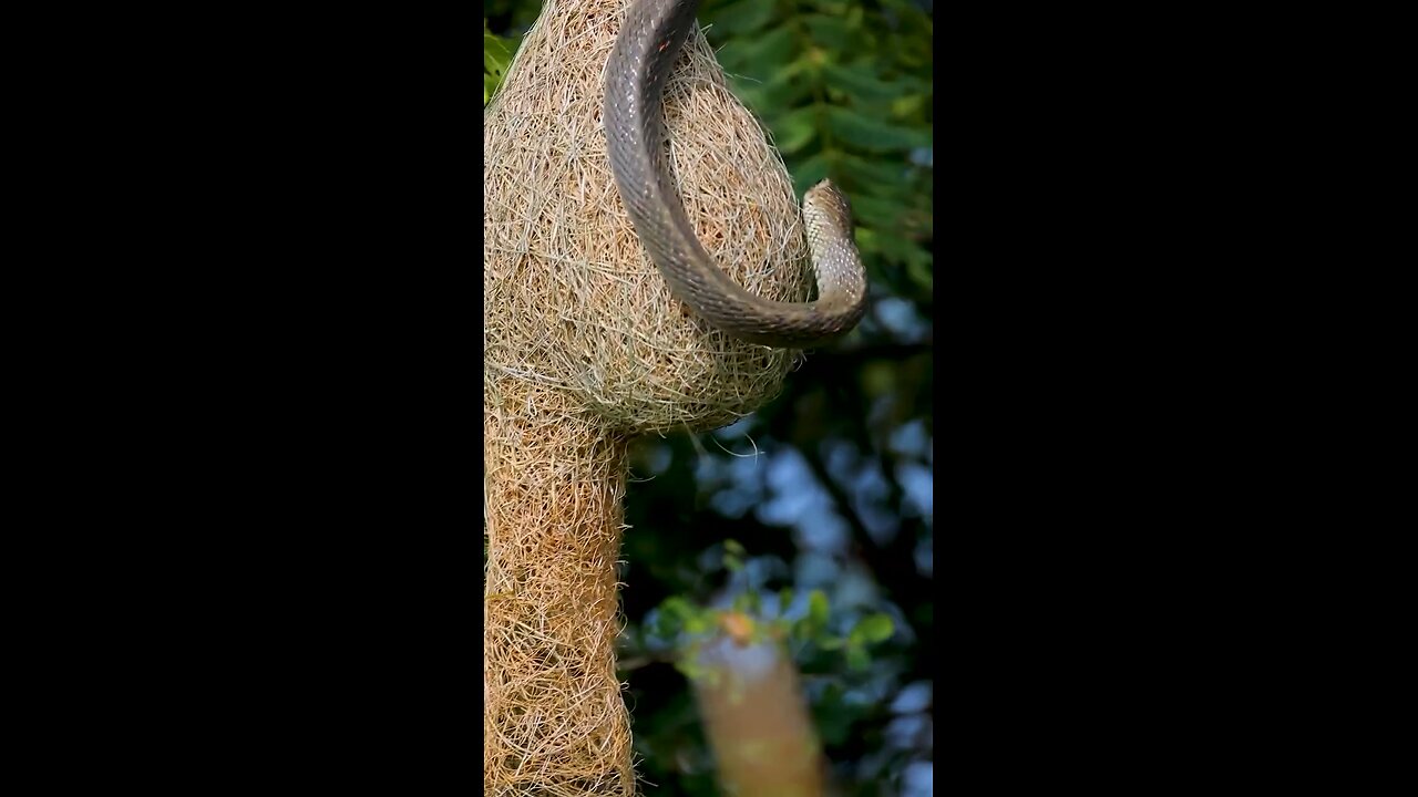 Rat snake trying to get in to Baya weaver nest