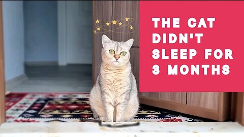 He cat didn't sleep for 3 months #cats #funny #home