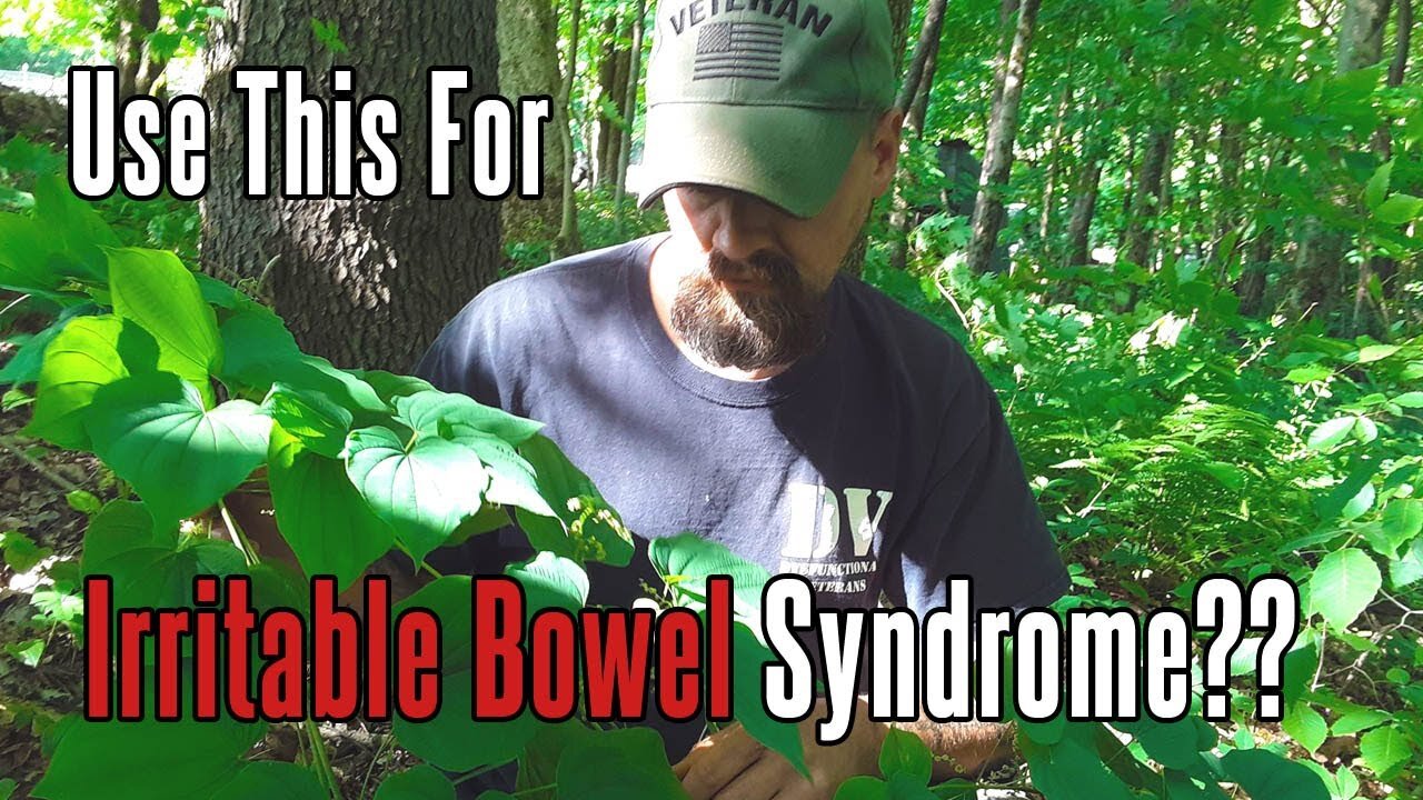 Black Eyed Susan Boosts Immunity | Foraging for Wild Plants in Appalachia