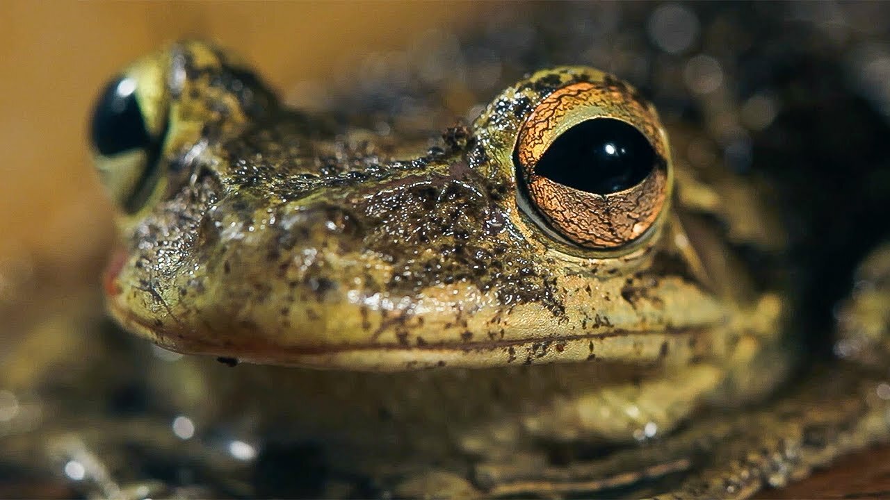 The Tranquil Forests of Cuba | The Wild Place | BBC Earth