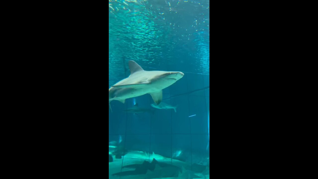 The Aquarium of Genova |Italy🇮🇹