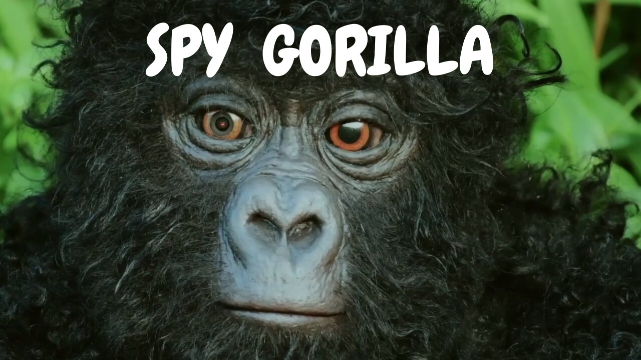 spy gorilla must watch video |BBC |