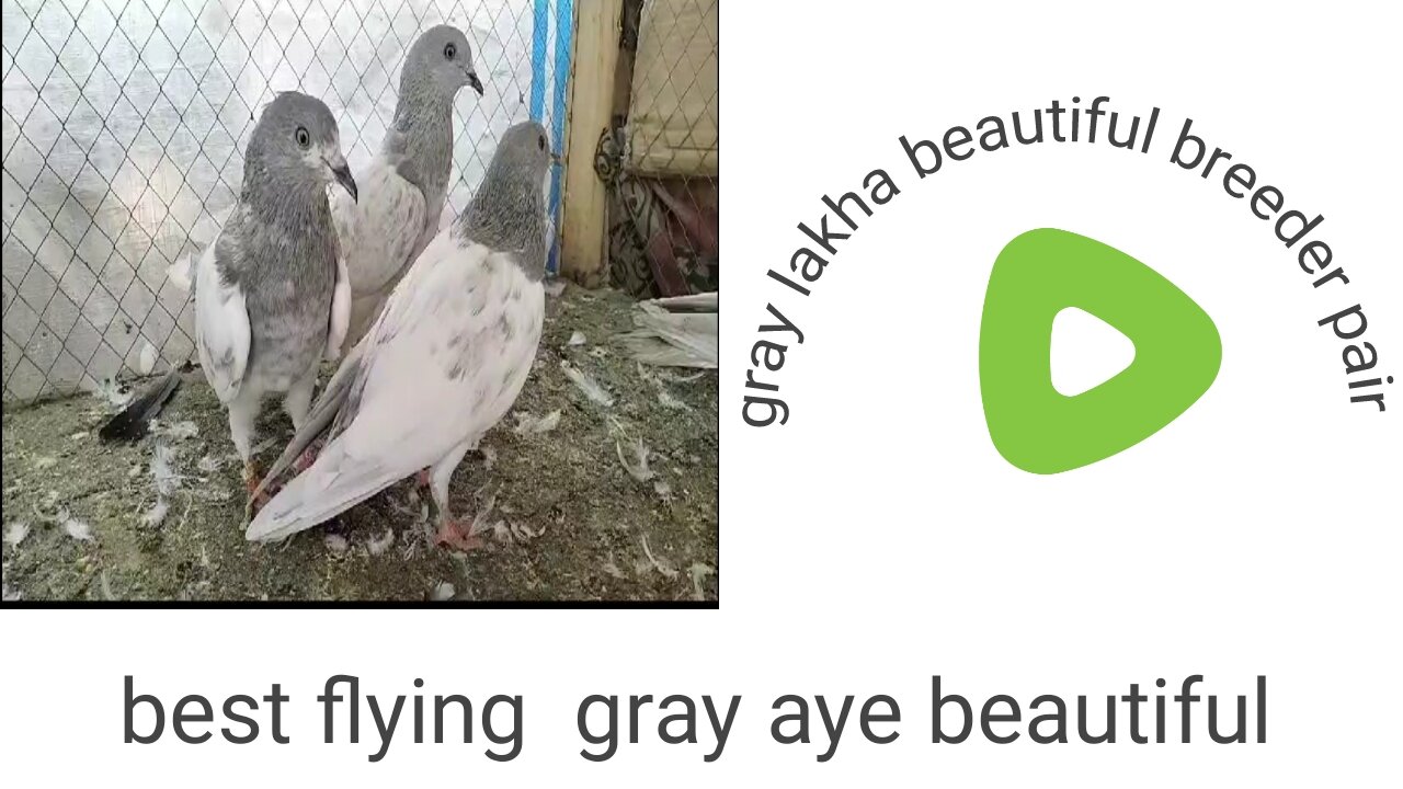 Lakha🕊 gray🕊 breeder 🕊pair pigeon🕊 beautiful