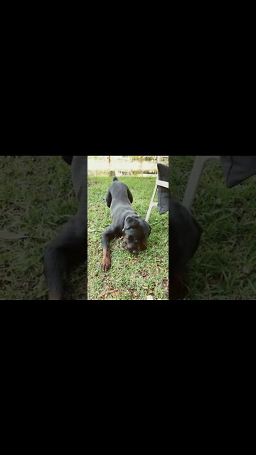 Samson the Rottweiler enjoying his new toy