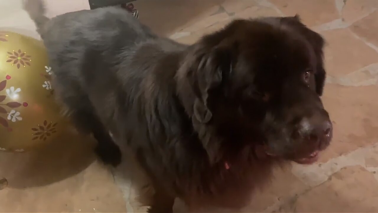 Newfie & Cav play with giant Christmas ornaments