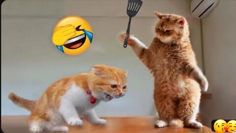 Funny Cats and Dogs Videos 🤣 - Funniest Animal Videos 2023! 🥰 #1