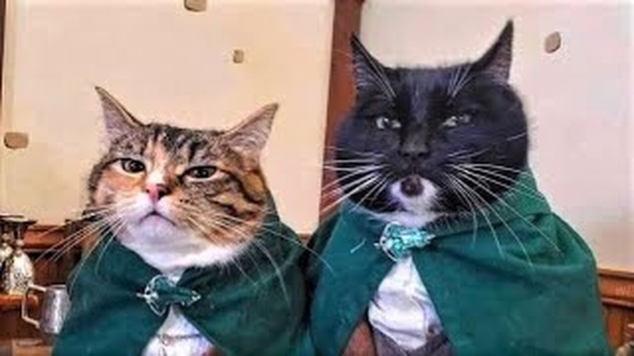 Best Funny Animal Videos 2023 - Funniest Cats And Dogs Video - Part - 19