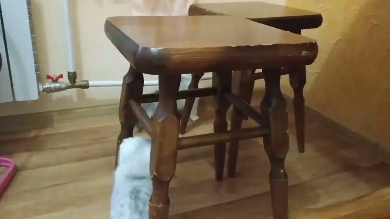 Cute kitten / funny kitten / мяуканье котят #NatureShortsVideo