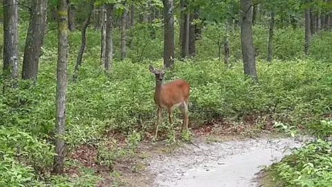 I came across a little friend on my walk this morning