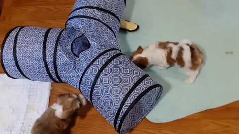 K Litter - Vaccine Day(1)