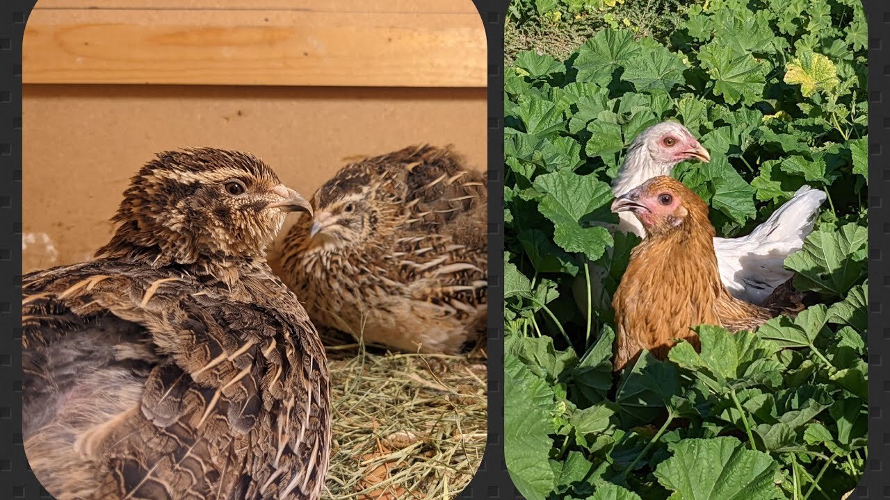 Part 1: How I Started Raising Coturnix Quail | Differences Between Quail And Chickens!