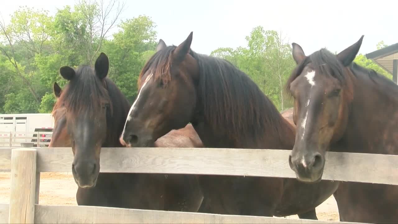 MKE Urban Stables offers horse therapy for youth and veterans