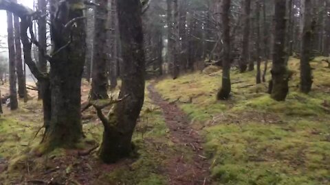 Brown Bear Trail Through the Woods On Afognak Island, Alaska