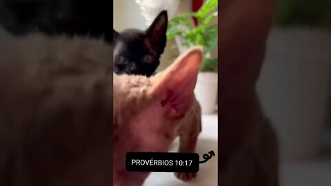 Provérbios 10.17 |#shorts