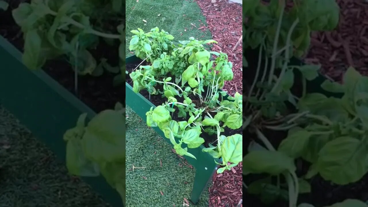 L.S.T. Sweet Basil Plant + Pruning & Training