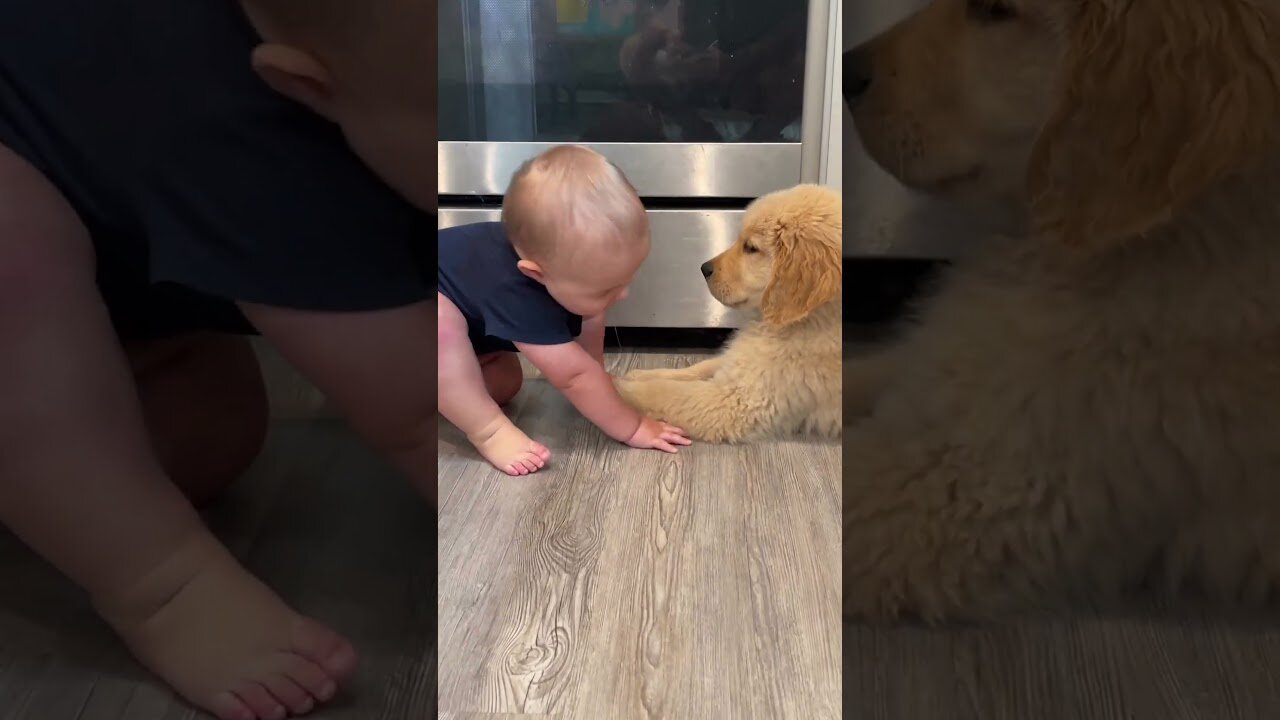 Baby Plays with Puppy!