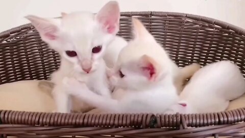 🐱Cutest Cats🐱Videos Compilation#084