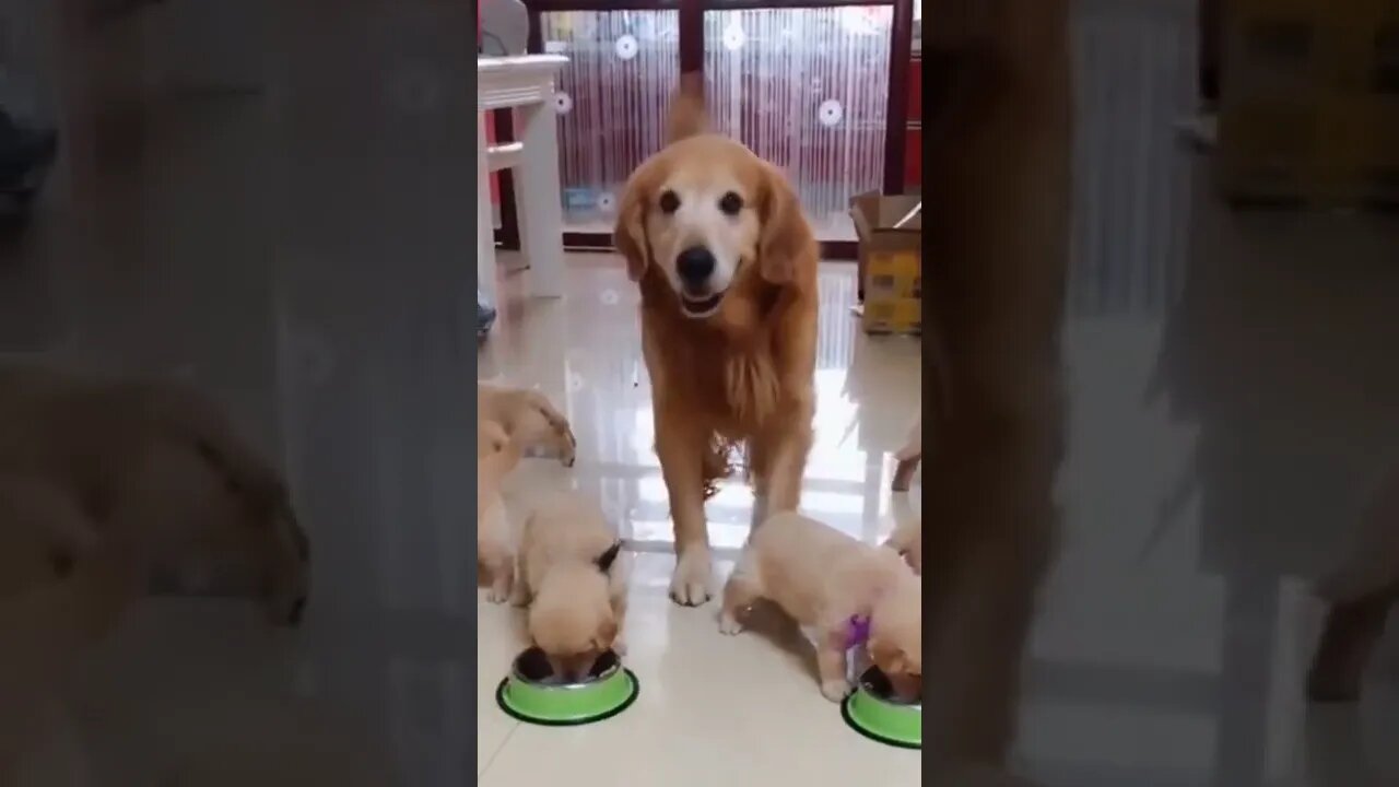 🐕🦴🍩 Golden Retriever and Puppies - Picked Up My Snack #shorts