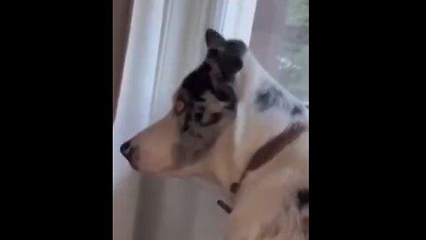 Animals, can see & sense things that we cannot