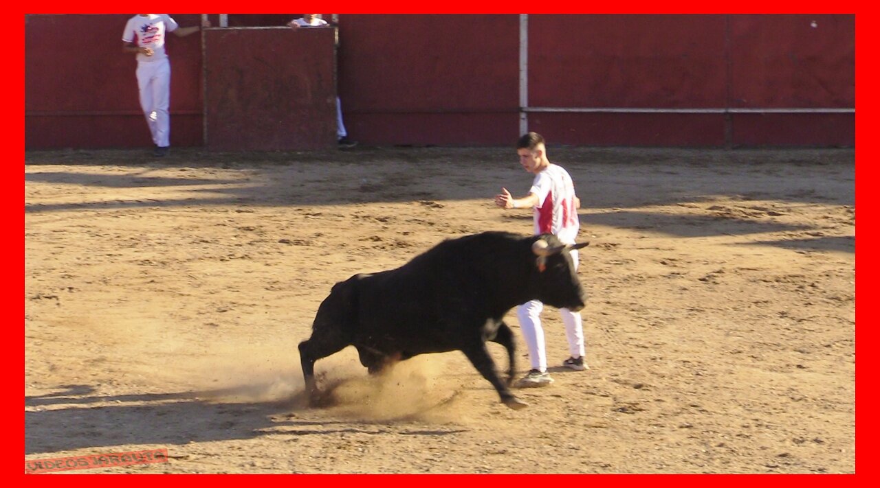 ÁGREDA ( SORIA ) TARDE CONCURSO DE CORTES CON TOROS ( SÁBADO 30 SEPTIEMBRE 2023 ) TOROPASIÓN