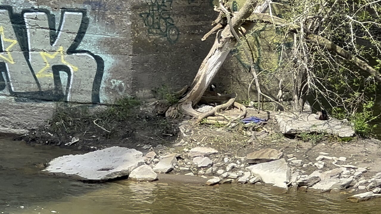 Canada Geese strategic nesting