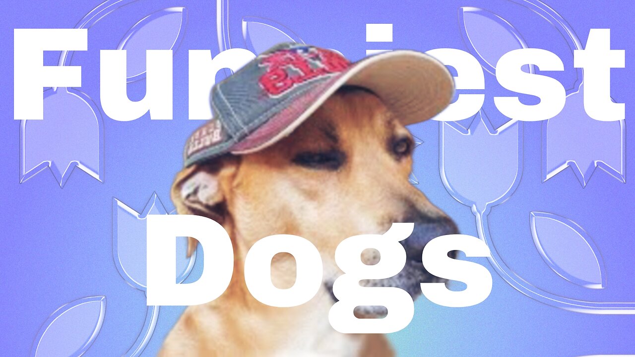 Funny Dogs And Cats Videos 2024 😅 Best Funniest Animal Videos of July