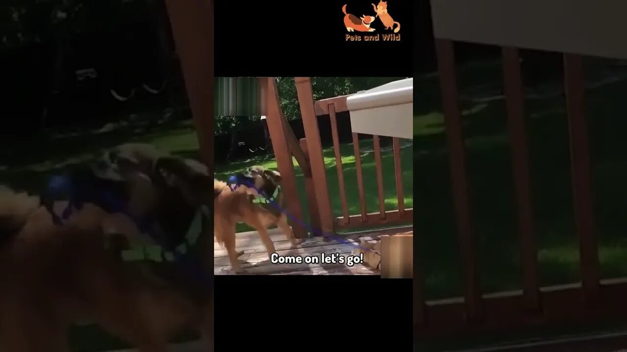 Funny Animals - Cute and Funny Animals Reaction Videos Compilation #56 | Pets and Wild