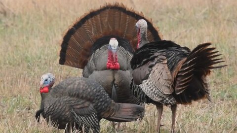 Michigan Turkey Hunt - Bowhunting Turkeys