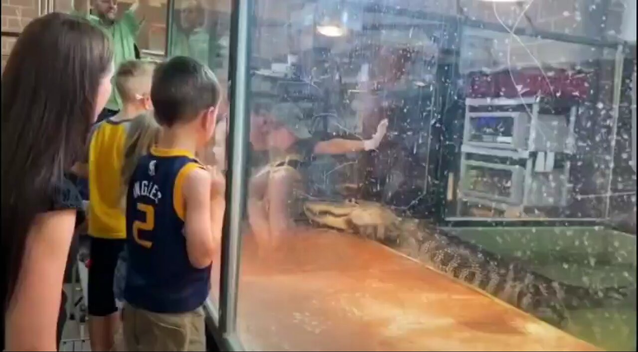 Alligator 🐊 Attack the handler😲