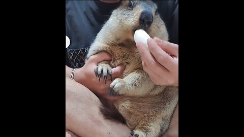 Marmot is eating banana