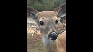 Kitty wants a bath from fawn.