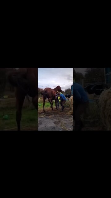 mulher leva coice na cara😱😱😱